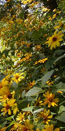 false sunflowers